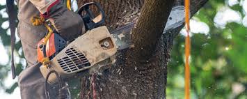 Best Tree Maintenance Programs  in Shively, KY