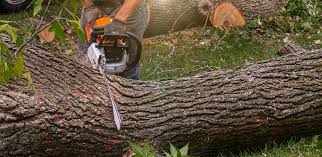 Best Commercial Tree Services  in Shively, KY