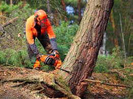 Best Leaf Removal  in Shively, KY