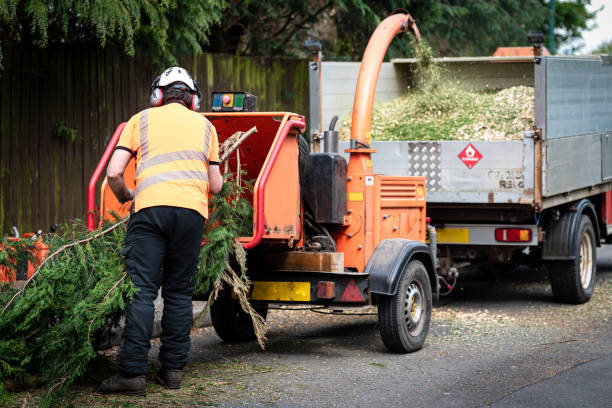 Best Fruit Tree Pruning  in Shively, KY