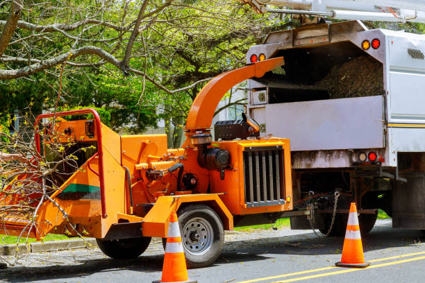 How Our Tree Care Process Works  in  Shively, KY