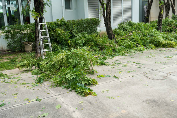 Best Lawn Disease Treatment  in Shively, KY