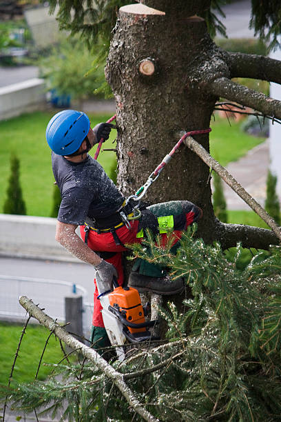 Best Tree Disease Treatment  in Shively, KY