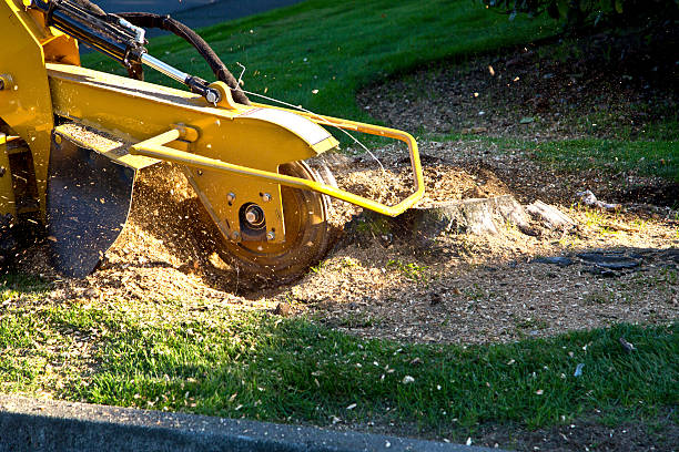 Best Lawn Grading and Leveling  in Shively, KY