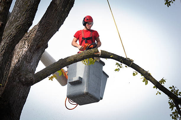 Best Tree Cabling and Bracing  in Shively, KY