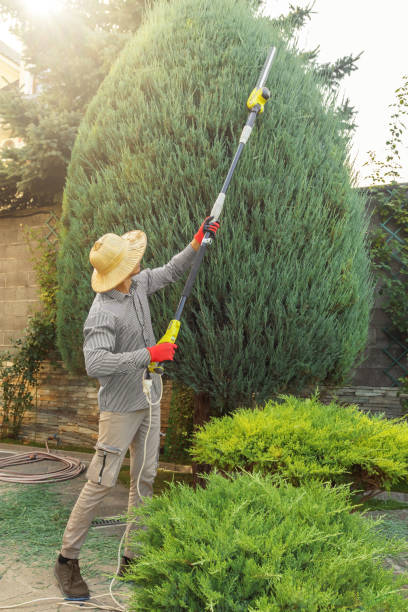 Lawn Renovation and Restoration in Shively, KY