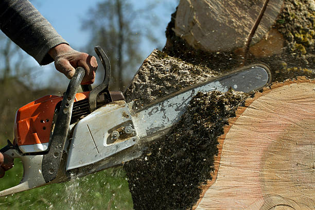 Best Tree Disease Treatment  in Shively, KY